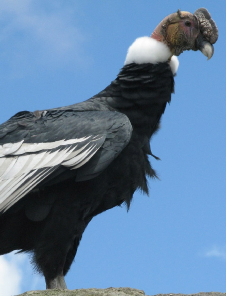 condor travel colombia