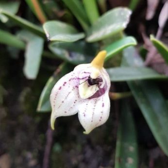 The Richest Country in Orchids in the World: Colombia