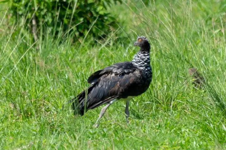 Horned Screamer (Anhima cornuta)