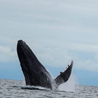 Whale Watching in Colombia: Bahía Solano