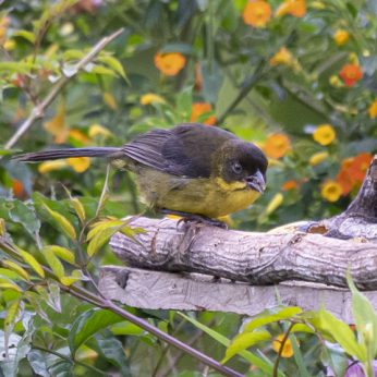 Upper Magdalena Birdwatching Tour