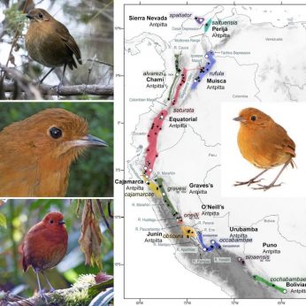 5 New Reasons to Come to Colombia to Watch Birds