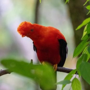 The Complete Colombia Birdwatching Guide: Tourism & Conservation