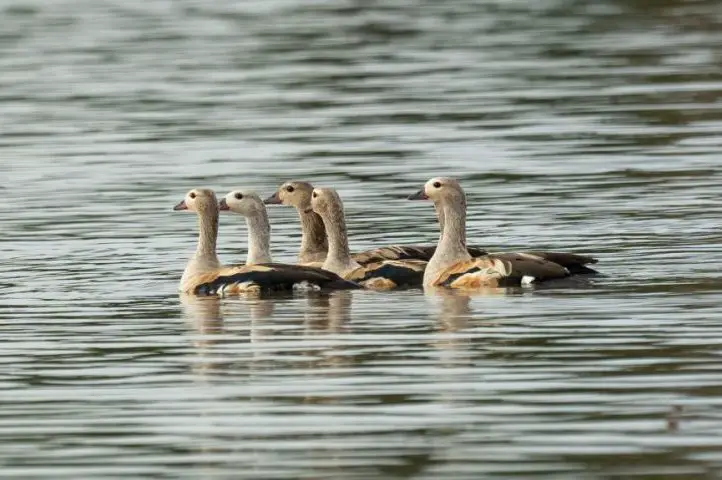 Birdwatching and wildlife tours in Colombia