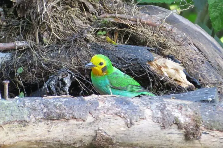 Multicoloured tanager - Chlorochrysa nitidissima, Valle del Cauca