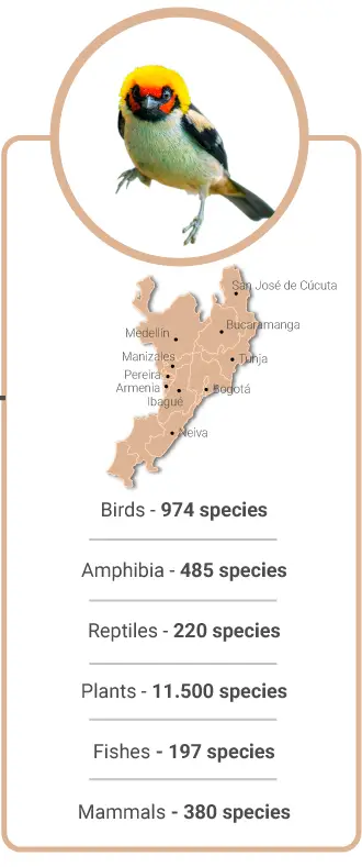 Birdwatching and wildlife tours in Colombia