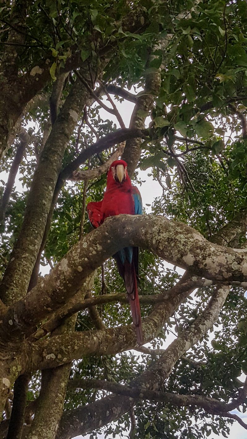 The scarlet macaw (Ara macao), Casanare