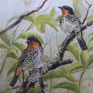 Rufous - throated Tanager (Ixothraupis rufigula) illustration by Milles McMullan