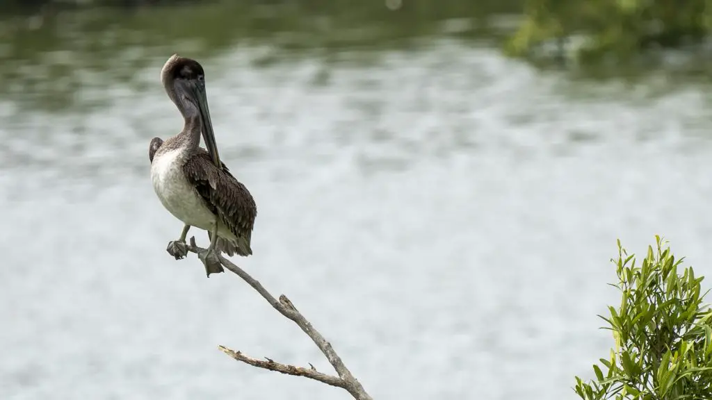 Brown Pelican - Pelecanus occidentalis, Buenaventura, Valle del Cauca