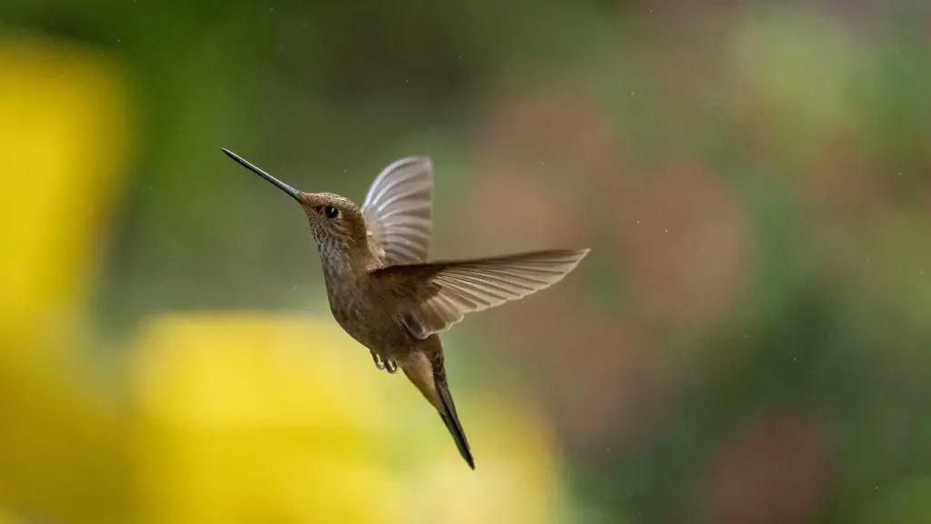 Bronzy Inca - Coeligena coeligena,Finca La Conchita, Valle del Cauca