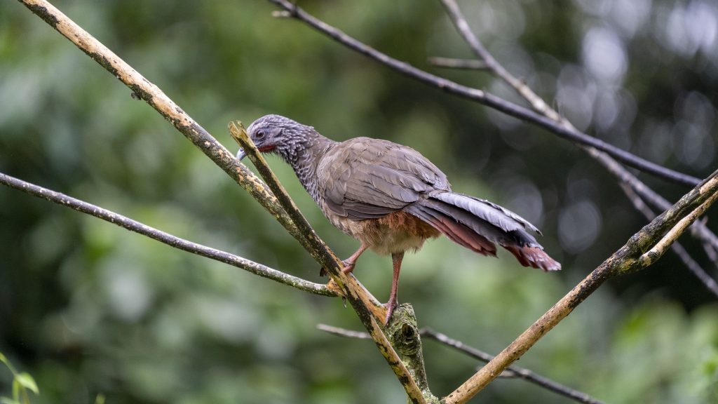 Colombian Chachalaca - Ortalis columbiana, Endemic, Pance, Valle del Cauca