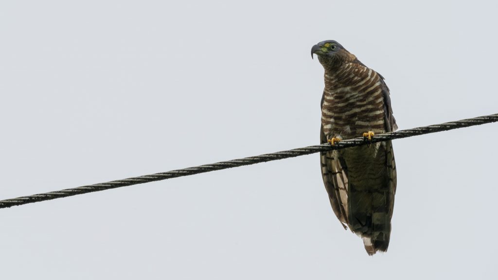 Hook-billed Kite - Chondrohierax uncinatus, Low Anchicayá, Valle del Cauca