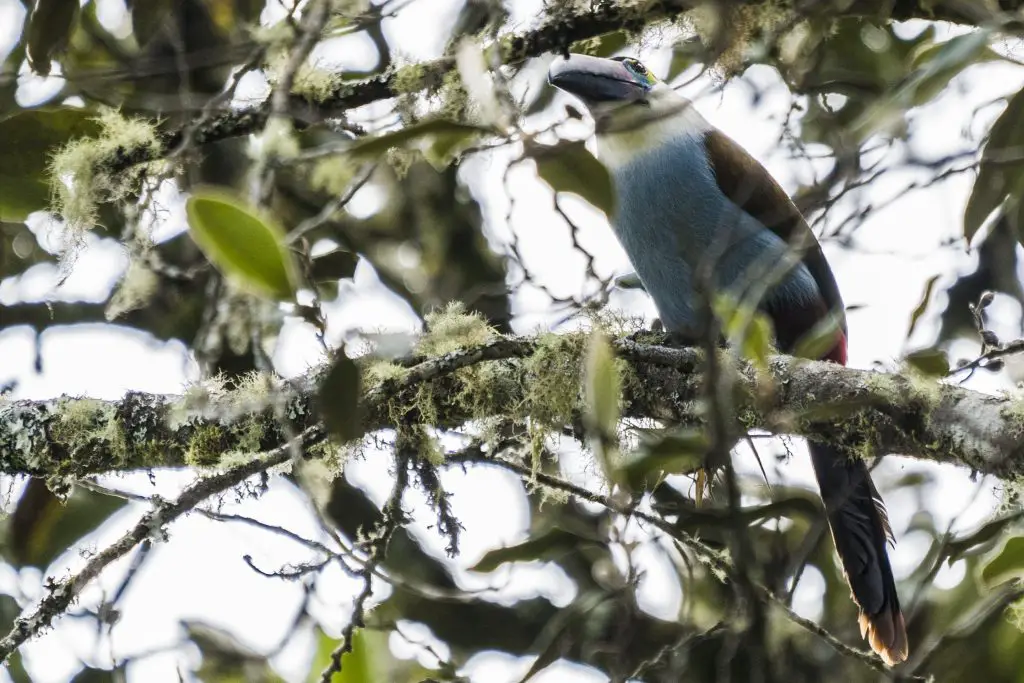 Black-billed Mountain-Toucan - Andigena nigrirostris, Tenerife, Valle del Cauca