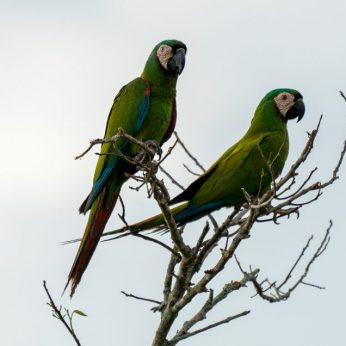 Brief Guide to the 7 Macaws You Can Find in Colombia