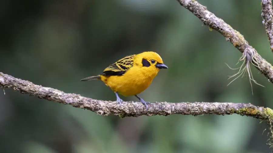 Golden Tanager - Tangara arthus, El Descanso km 55, Valle del Cauca