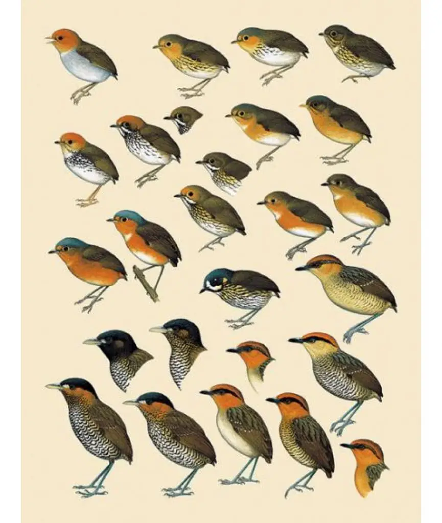 Handbook of the Birds of the World, Volume 8, Broadbills to Tapaculos plate