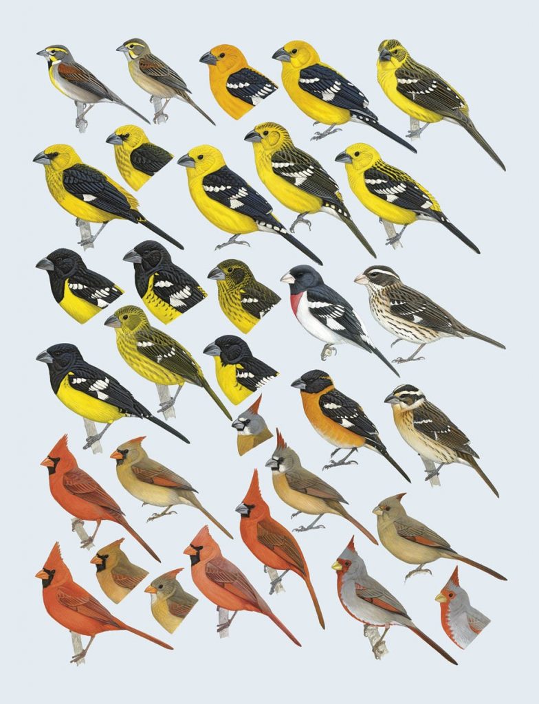 Handbook of the Birds of the World – Volume 16 Tanagers to New World Blackbirds plate