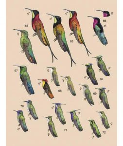 Handbook of the Birds of the World – Volume 5: Barn-owls to Hummingbirds plate
