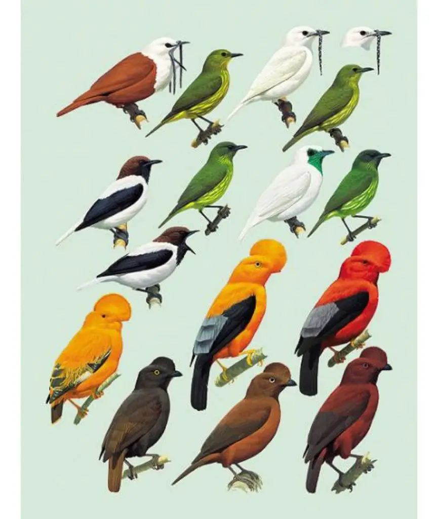 Handbook of the Birds of the World – Volume 9, Cotingas to Pipits and Wagtails plate