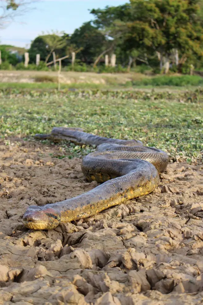 Green anaconda (Eunectes murinus), also known as common anaconda or common water boa.