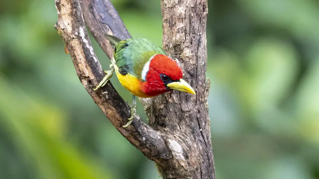 Red-headed Barbet - Eubucco bourcierii, La Minga Ecolodge, Valle del Cauca