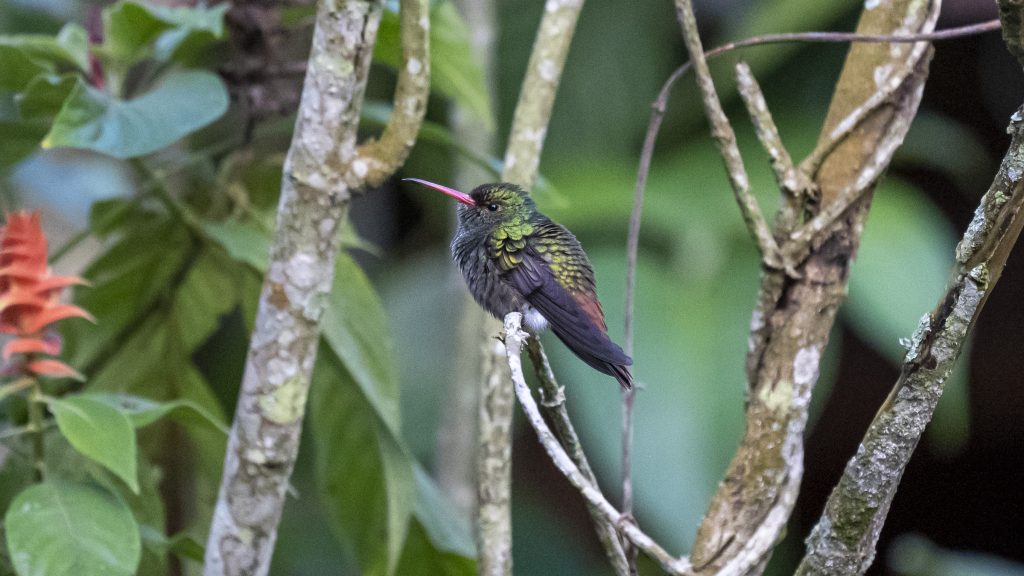 Rufous-tailed Hummingbird - Amazilia tzacatl, Yototco, Valle del Cauca