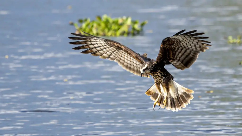 Snail Kite - Rostrhamus sociabilis, juvenile., Gota de leche wetland, Valle del Cauca