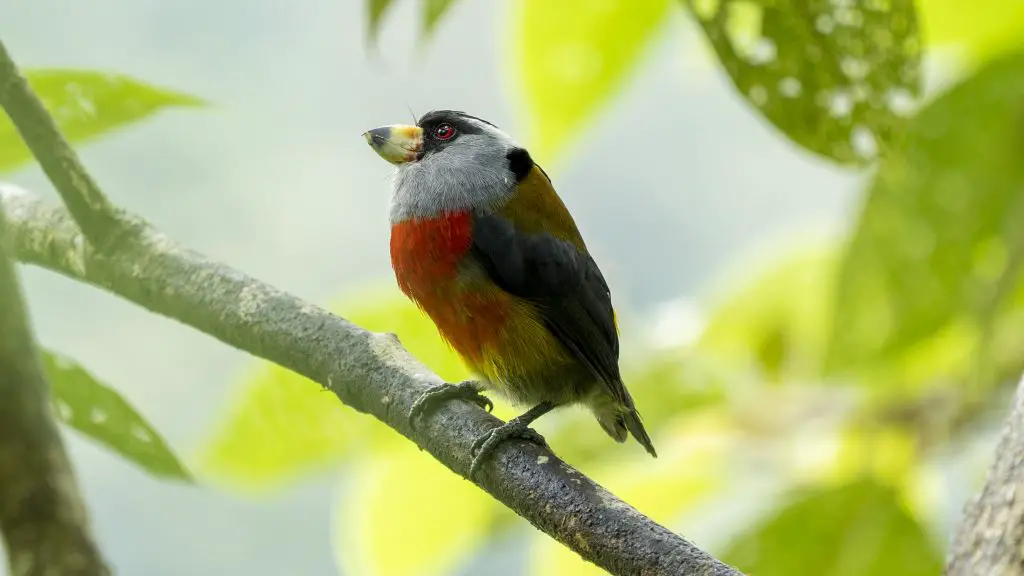 Toucan Barbet - Semnornis ramphastinus, El Descanso km 55, Old road to Buenaventura, Valle del Cauca