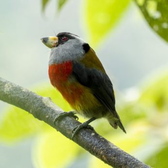 The Southwestern Andes Birding Trail of Colombia