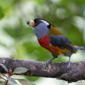 Most Colorful Birds of Colombia and Where to Find Them