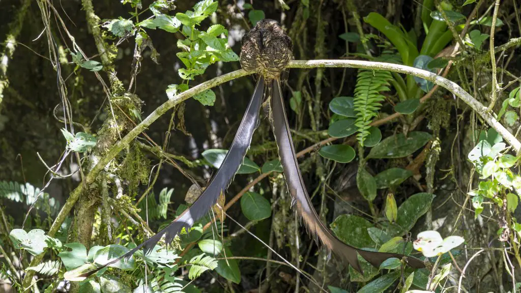 Lyre-tailed Nightjar - Uropsalis lyra, Rio Bravo Reserve, Valle del Cauca