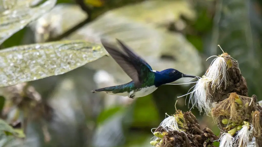 White-necked Jacobin - Florisuga mellivora, male.