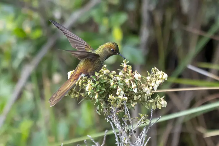 Bronze-tailed Thornbill - Chalcostigma heteropogon