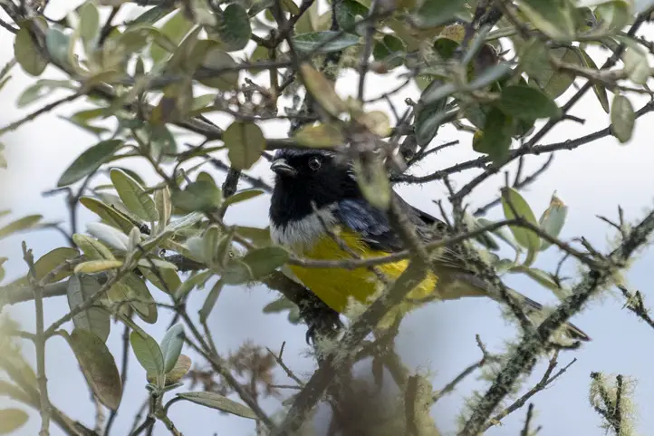 Buff-breasted Mountain-Tanager - Dubusia taeinatia