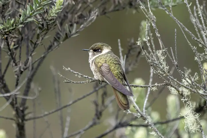 Green-bearded Helmetcrest - Oxypogon guerinii, female - ENDEMIC