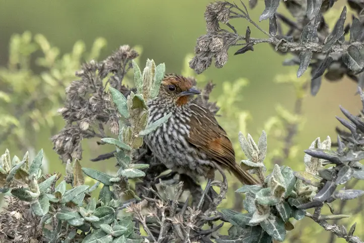 Many-striped Canastero - Asthenes flammulata