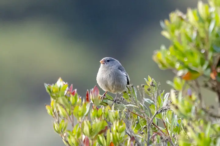 Plain-colored Seedeater - Catamenia inornata