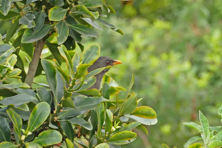 Great Thrush - Turdus fuscater, Botanical Garden of Bogotá