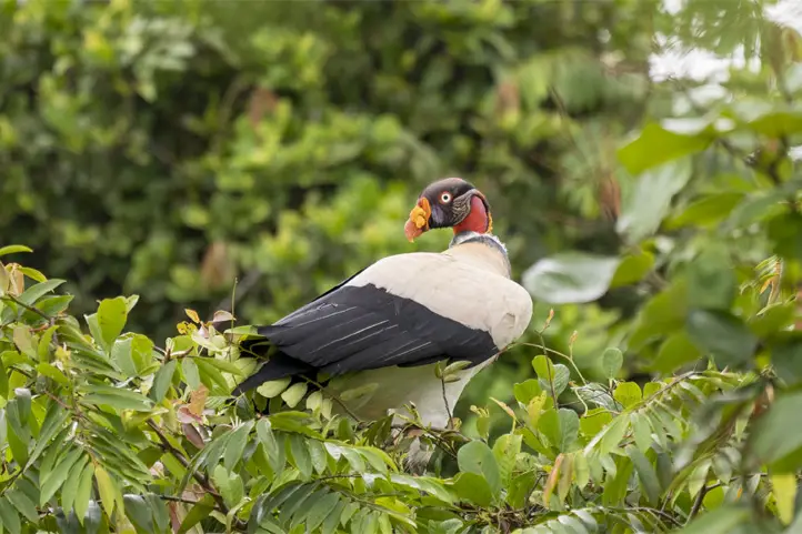 The King Vulture (Sarcoramphus papa) - Casanare