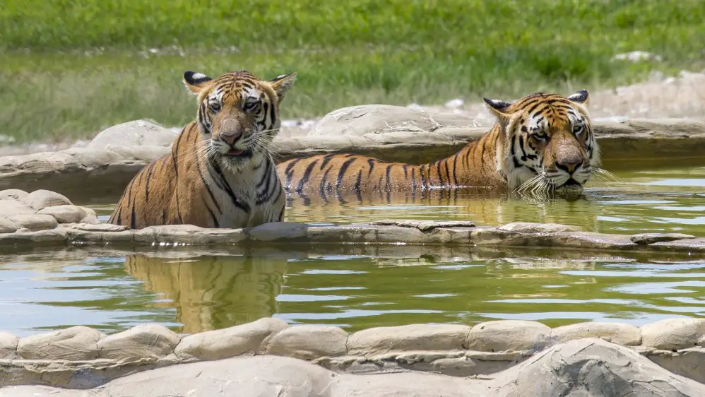 – Equipos para la observación de la fauna