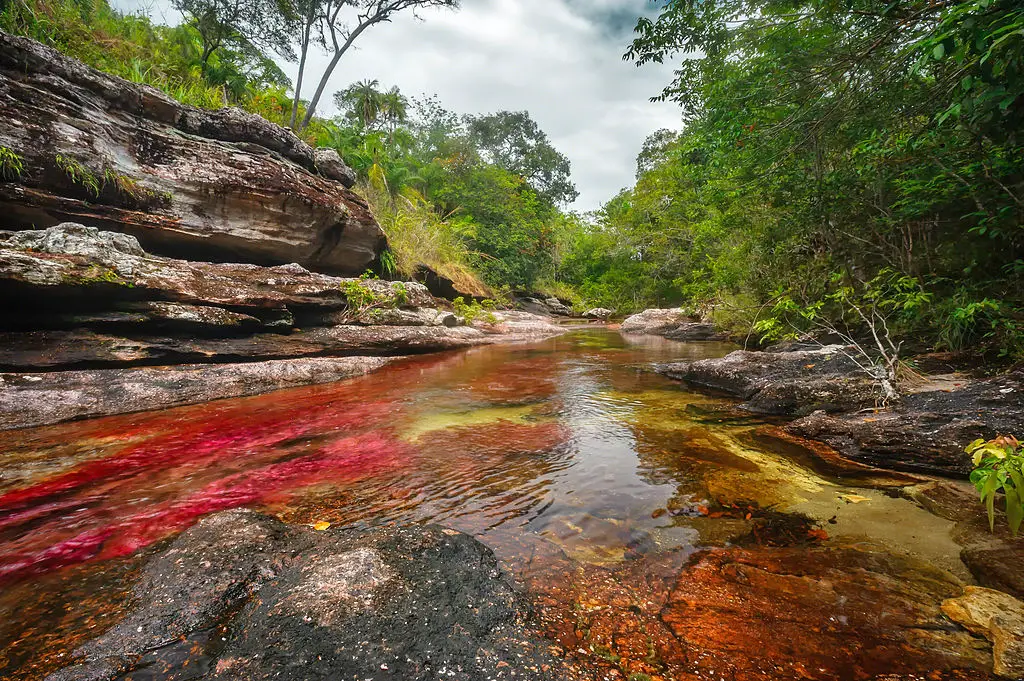 Landscape Caño Cristales, the Rainbow river, La Macarena, Colombia