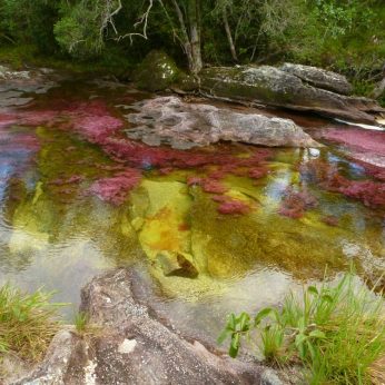Travel Guide to the Rainbow River – Caño Cristales – in Colombia 