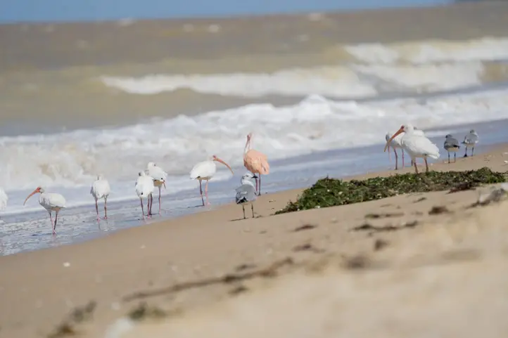 Birds of La Guajira, White Ibis - Eudocimus albus