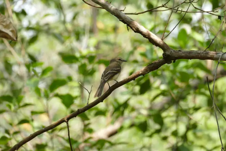 Fuscous Flycatcher - Cnemotriccus fuscatus