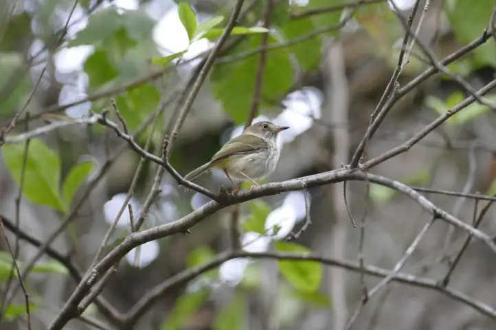 Pale-eyed Pygmy-tyrant - Atalotriccus pilaris