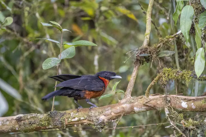 Red-ruffed Fruitcrow - Pyroderus scutatus