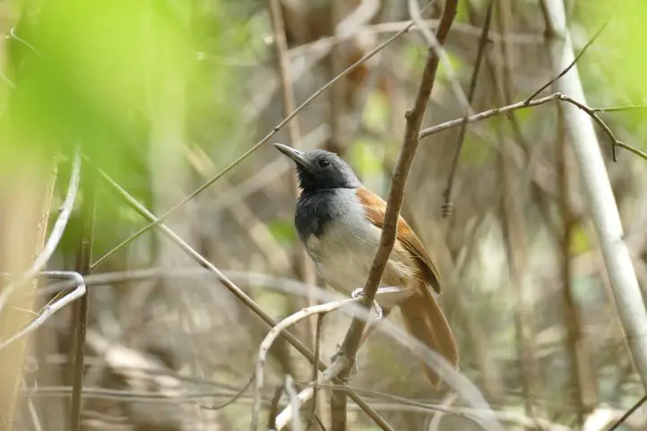 White-bellied Antbird - Myrmeciza longipes