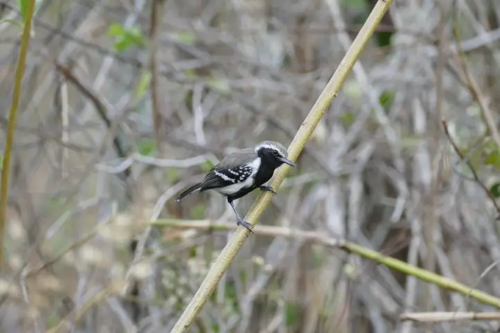 White-fringed Antwren - Formicivora grisea