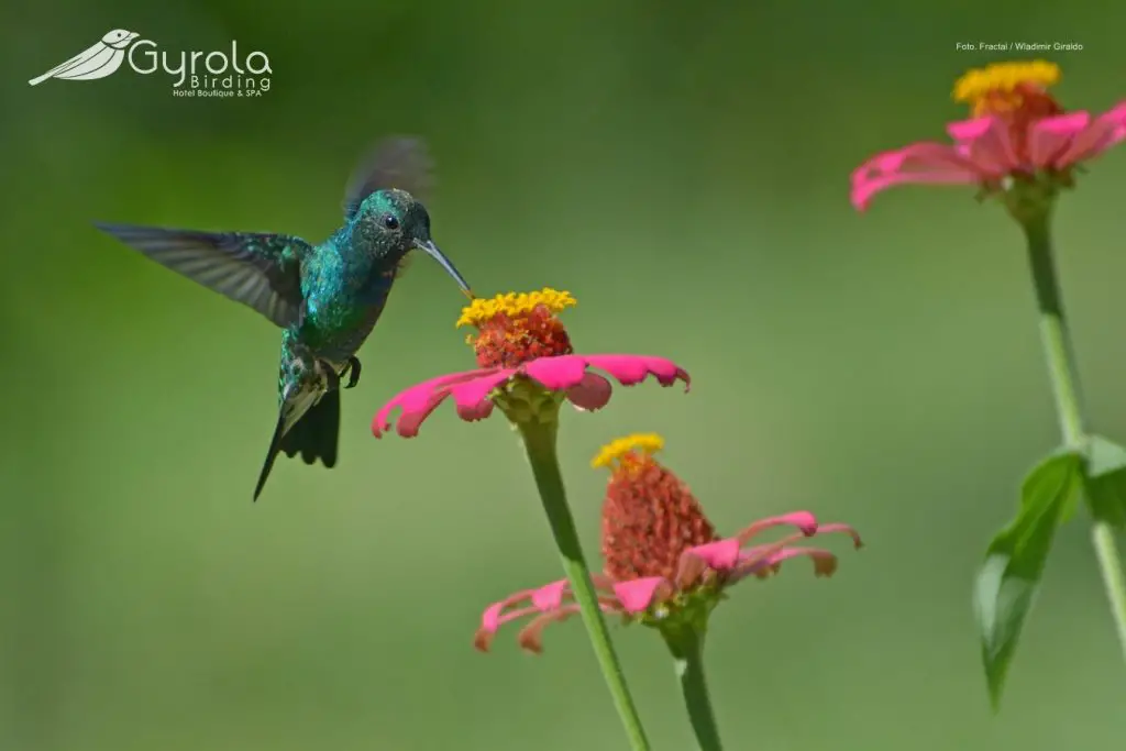 Red-billed Emerald - Chlorostilbon gibsoni ©Gyrola Birding Website - Fractal Wladimir Giraldo