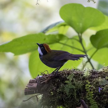 How to Prepare for a Birding Tour in the Neotropics?
